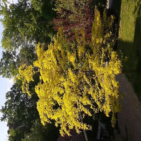 Chateau De Lahitte * Vergoignan