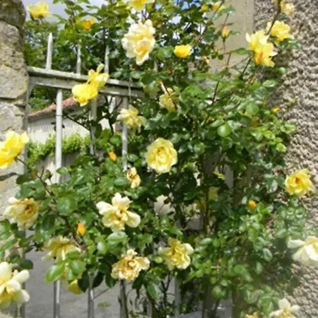 Chateau De Lahitte *