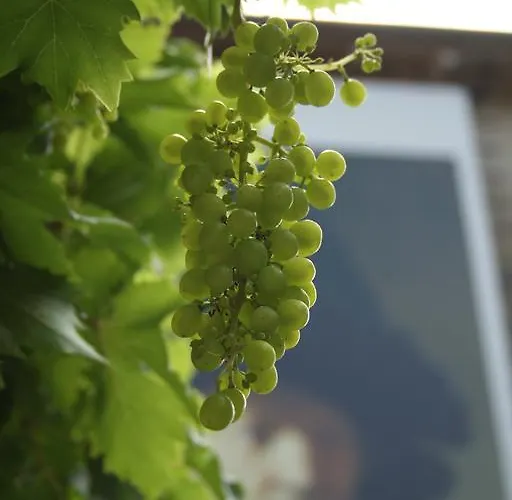 Nocleg ze śniadaniem Chateau De Lahitte Vergoignan